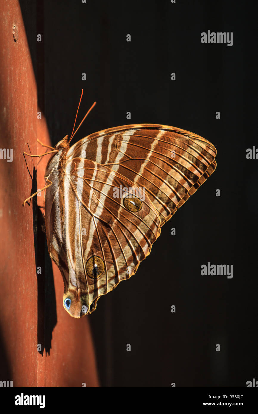 Papillon, insecte, insecte macro Banque D'Images
