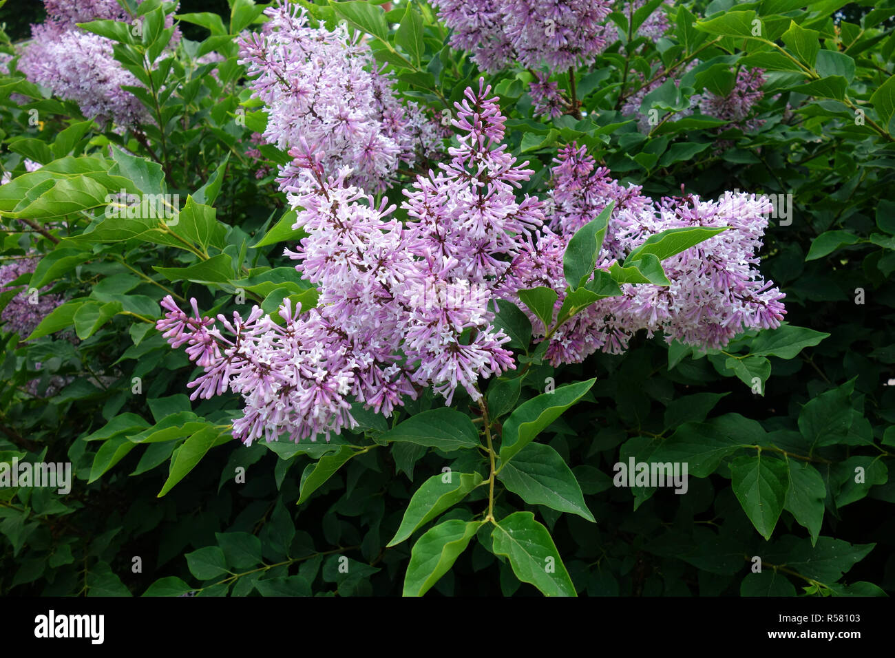 Komarows en fleurs lilas Banque D'Images