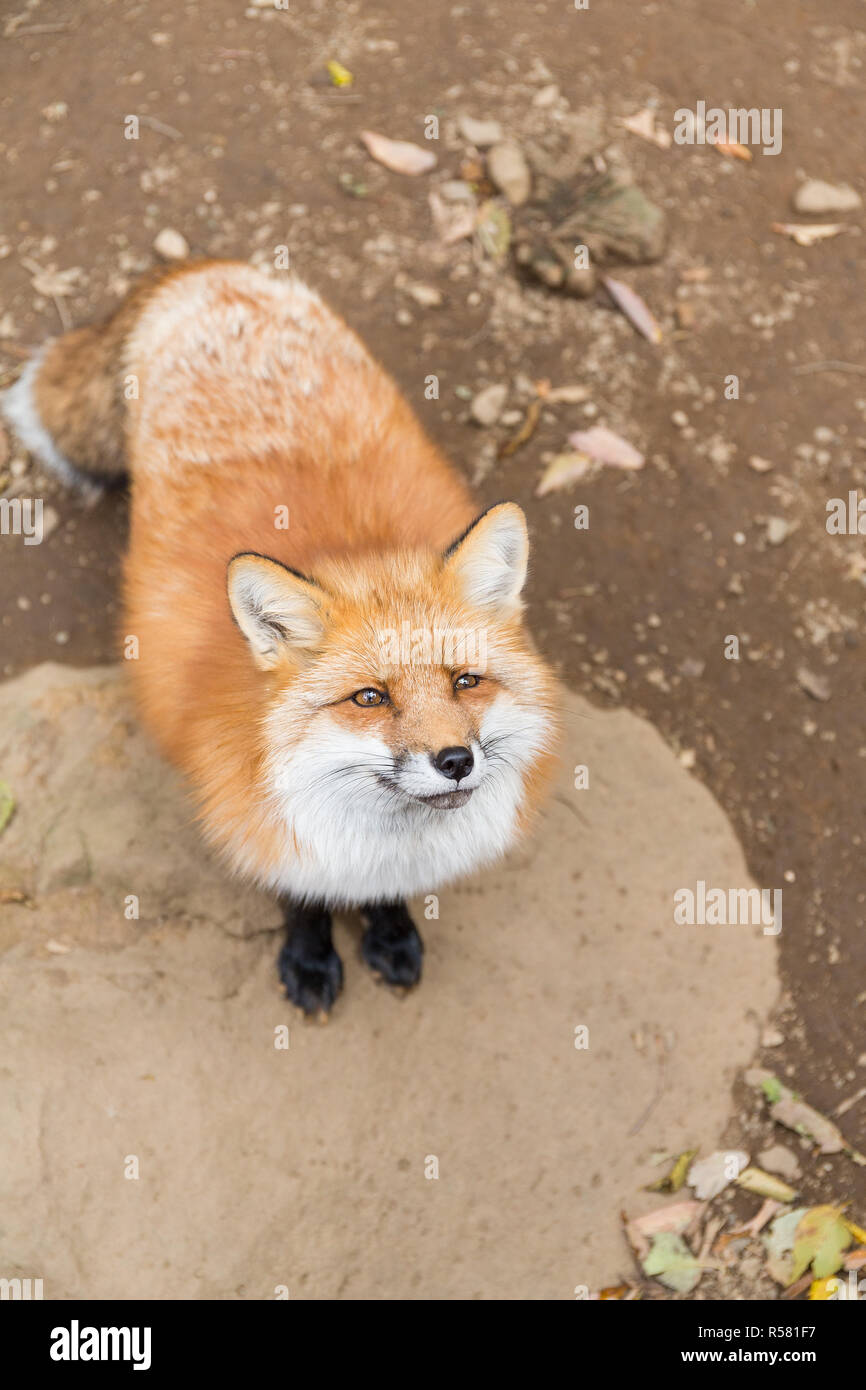 La recherche de nourriture pour Fox Banque D'Images