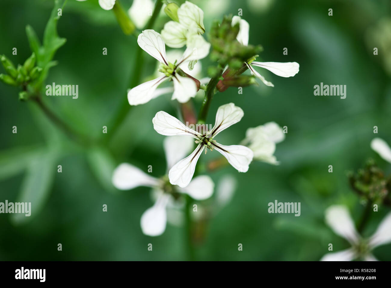 Fleurs de roquette. Eruca lativa plante. Rucola Blossom. Les terres agricoles de roquette. Salade de roquette. Spice aliments et des herbes. Jardin de printemps dans la campagne Banque D'Images