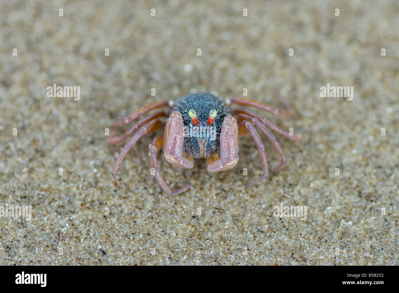 Mignon petit crabe rond sur le sable Banque D'Images