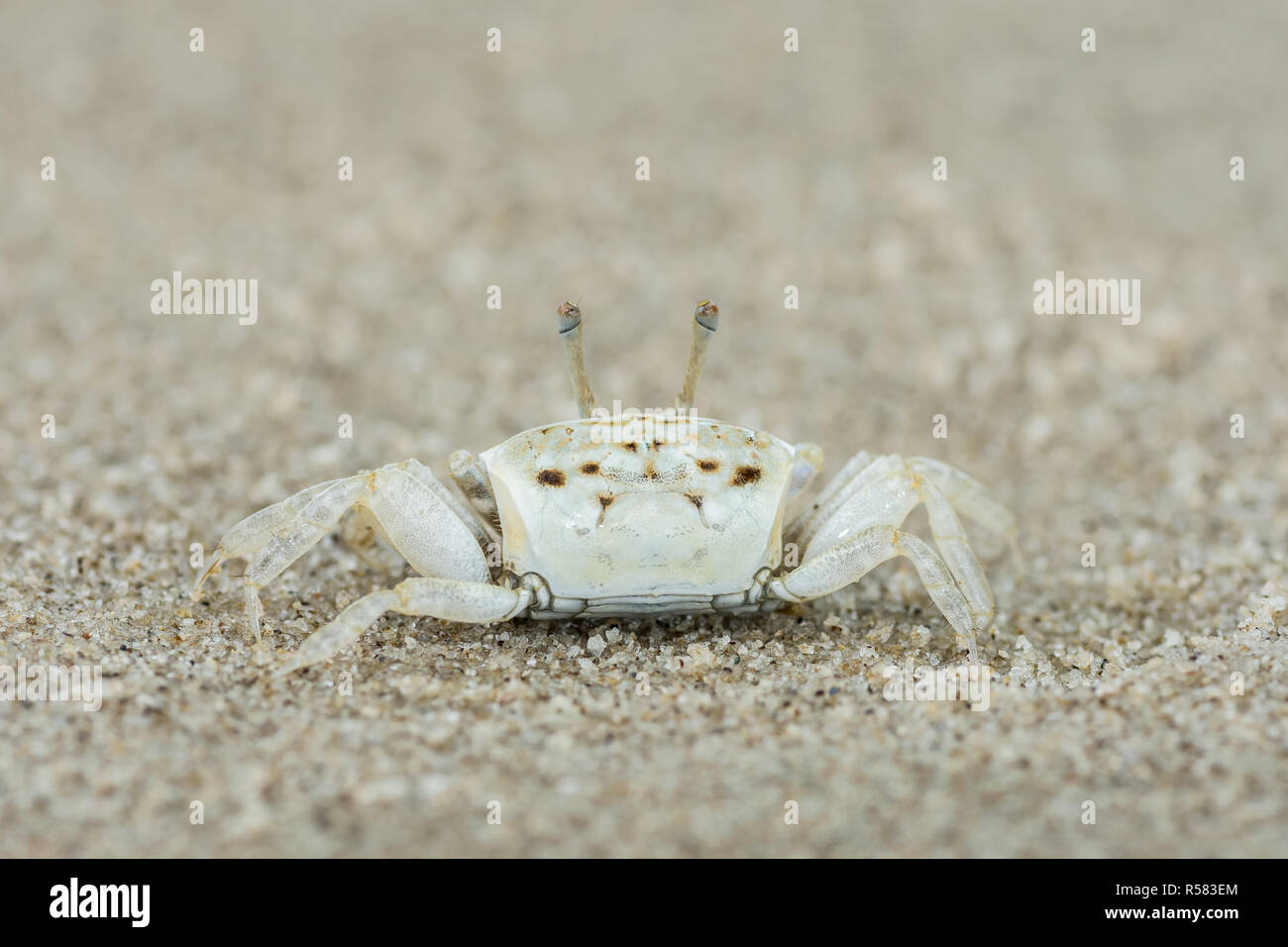 Bebe Crabe Banque D Image Et Photos Alamy Bebe Crabe Banque D Image Et Photos Alamy