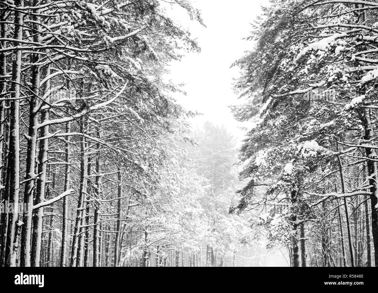 Une belle saison d'hiver en scène l'époque de Noël Banque D'Images