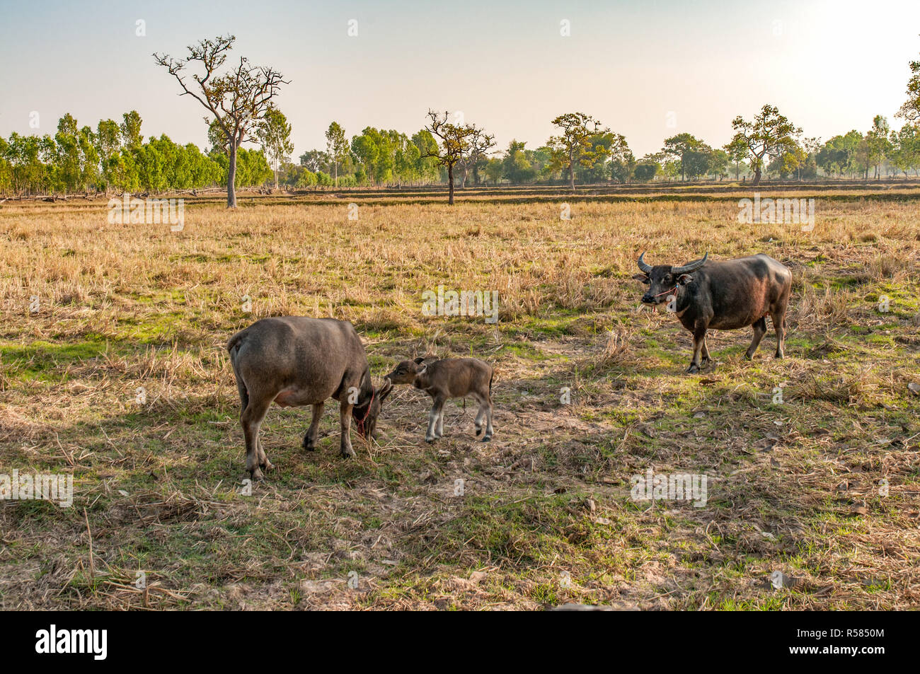 Le buffle d'eau Mère et bébé mange de l'herbe dans le champ Pays Banque D'Images