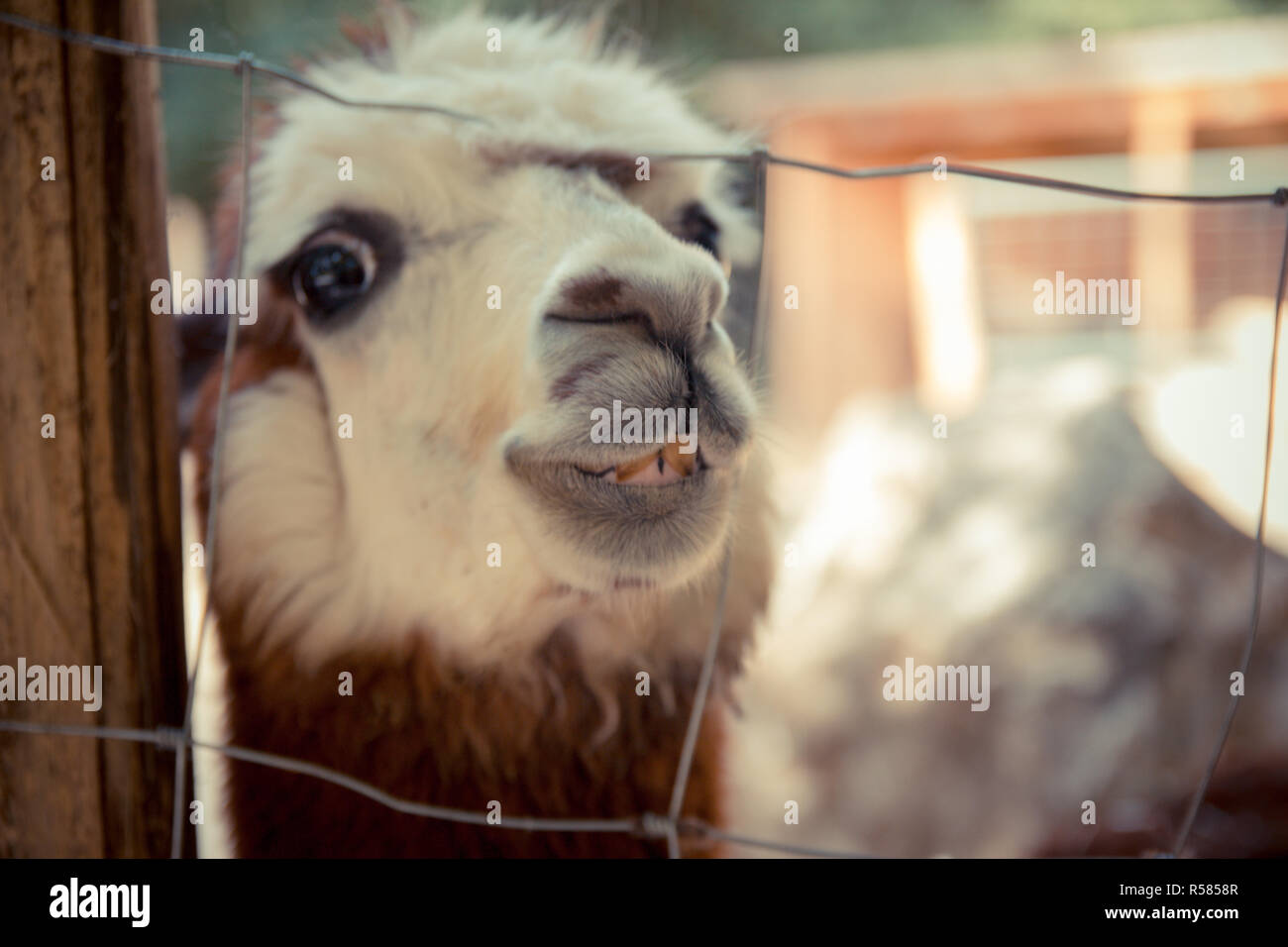 Laughing Lama Banque D Image Et Photos Alamy Laughing Lama Banque D Image Et Photos Alamy