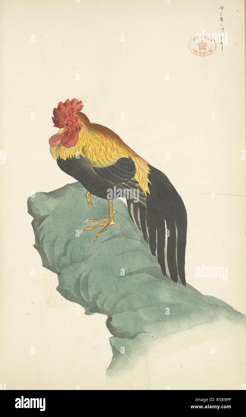 Coquelet. Chorui Hiaku Shiu. Japansese dessins en couleur. Japon, 1899. Source : Ou.5450 f.3c. Langue : japonais. Auteur : ANON. Banque D'Images
