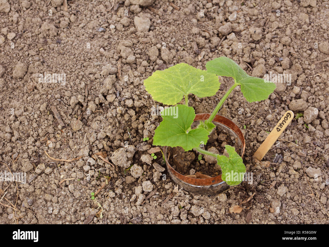 Gourd plant, protégés de limace causés par une bague de cuivre Banque D'Images