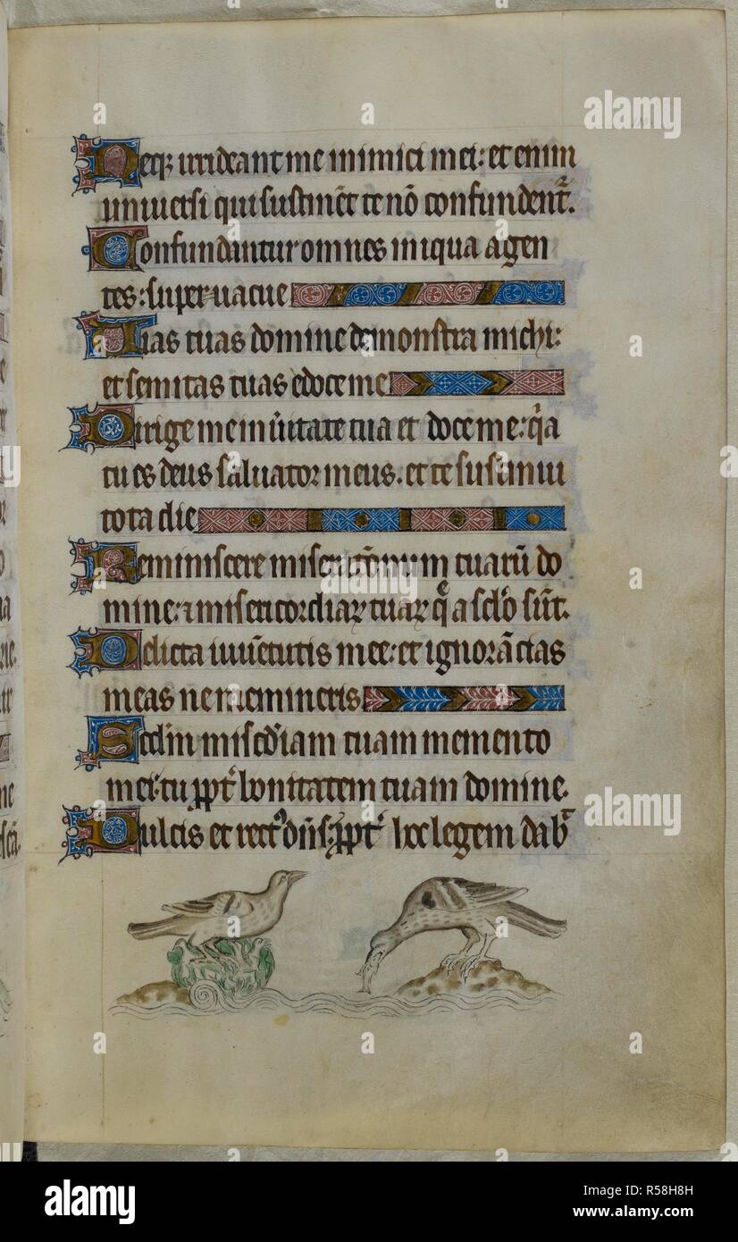 Bas-de-page de scène deux fulicas (une sorte d'oiseau), l'une reposant sur son nid, construit sur l'eau, tandis que l'autre est la capture d'un poisson à partir d'un flux. Psautier ('Le psautier de la Reine Mary"). Angleterre (Londres/Westminster ou East Anglia ?) ; entre 1310 et 1320. Source : Royal 2 B. VII, f.110. Langue : Français de l'Amérique latine, avec les légendes des images. Banque D'Images