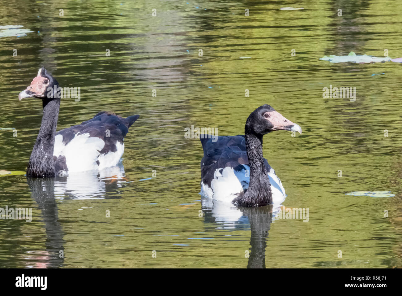 Magpie Geese nageant dans une rivière Banque D'Images