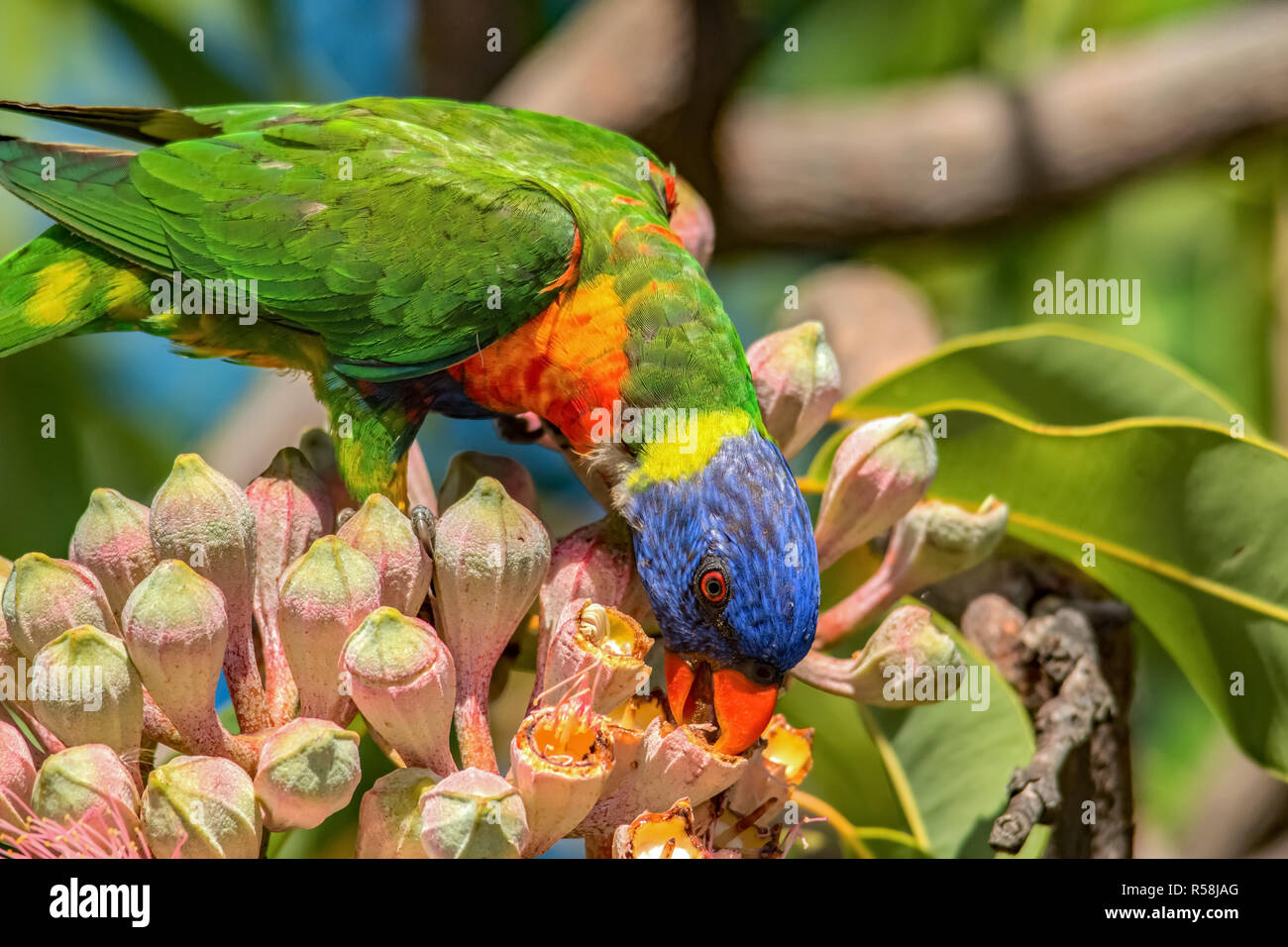 Rainbow Lorikeet en floraison rouge Gum Tree Banque D'Images