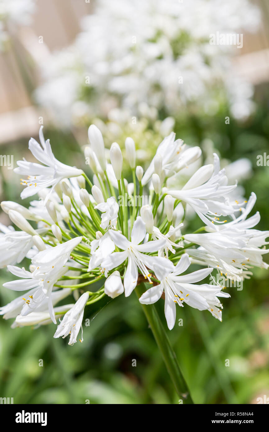 Grandes fleurs blanches en journée ensoleillée Banque D'Images