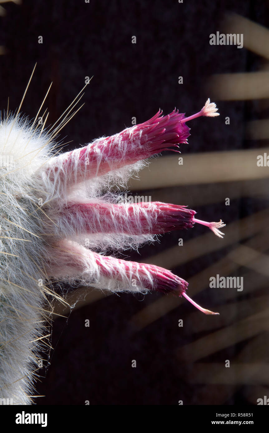 Sydney, Australie, argent cactus torche avec tiges fleurs magenta Banque D'Images