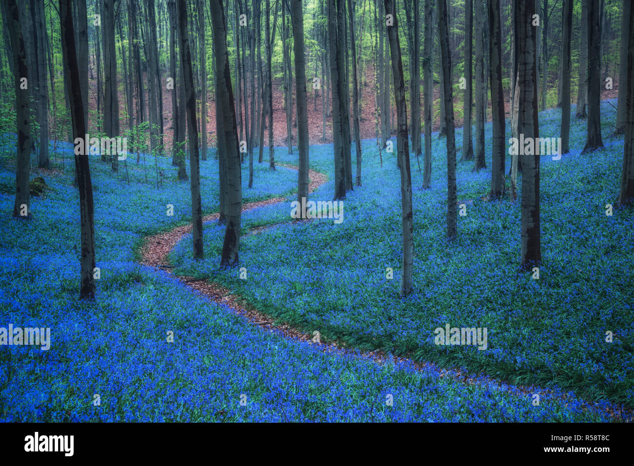 Blue Hour sur Bluebells, Hallerbos, Belgique Banque D'Images