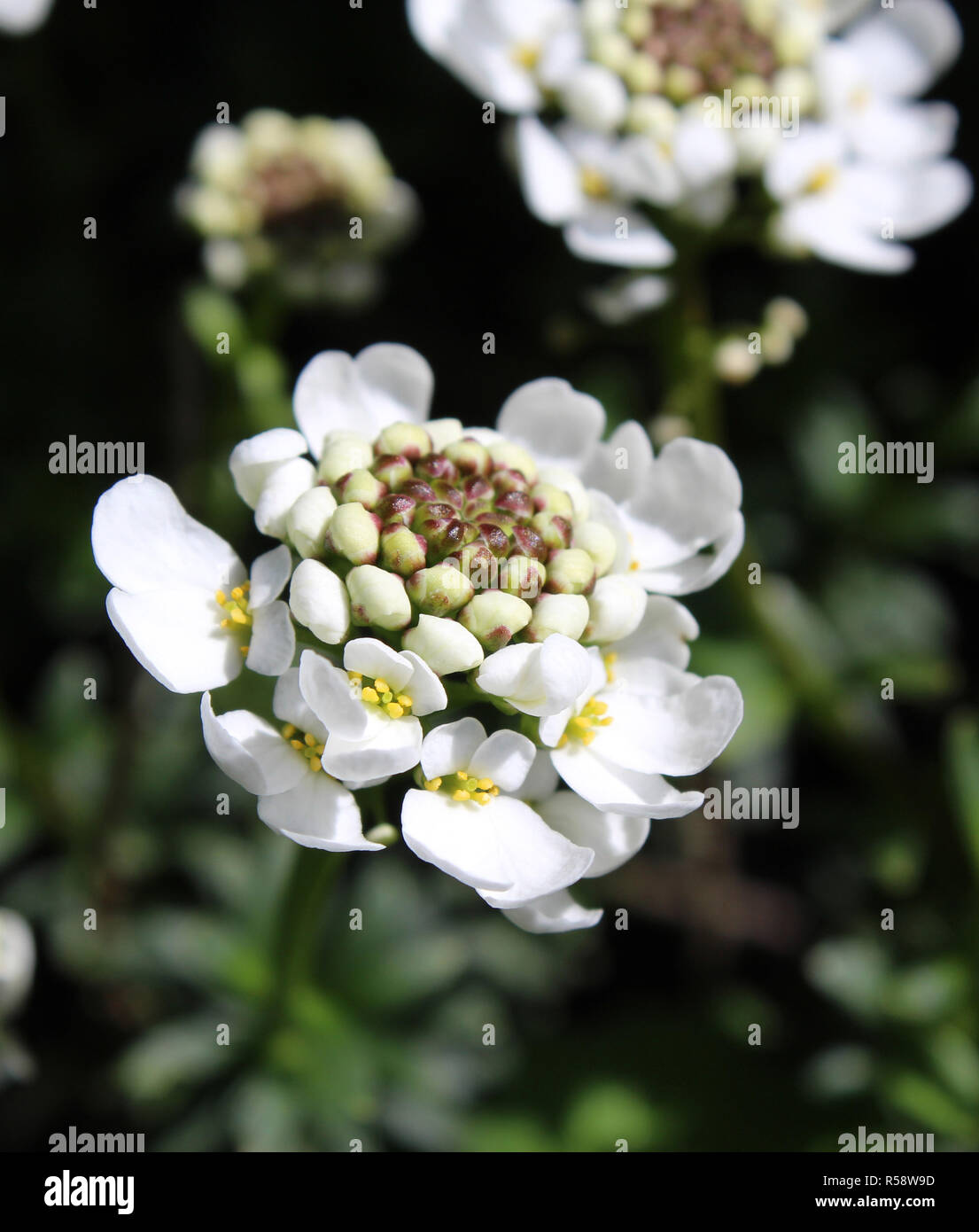 Les belles fleurs blanches de Iberis sempervirens aussi connu comme Evergreen Candytuft. Banque D'Images