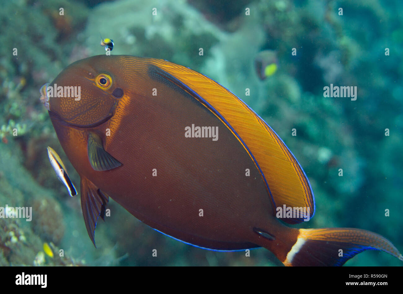 Roundspot Surgeonfish, Acanthurus bariene, en cours de nettoyage par Bluestreak Cleaner Wrasse, Labroides dimidiatus, site de plongée Liberty Wreck, Tulamben, Bali Banque D'Images