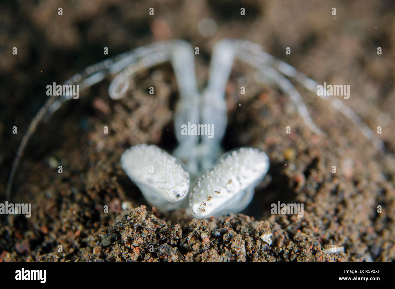 Crevette Lysiosquillina Mantis Spearing, sp, dans le trou dans le sable, Pong Pong dive site, Seraya, Bali, Indonésie, l'Océan Indien Banque D'Images