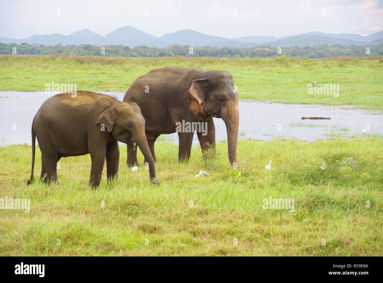 Les éléphants dans le Parc National de Kaudulla, Sri Lanka Banque D'Images