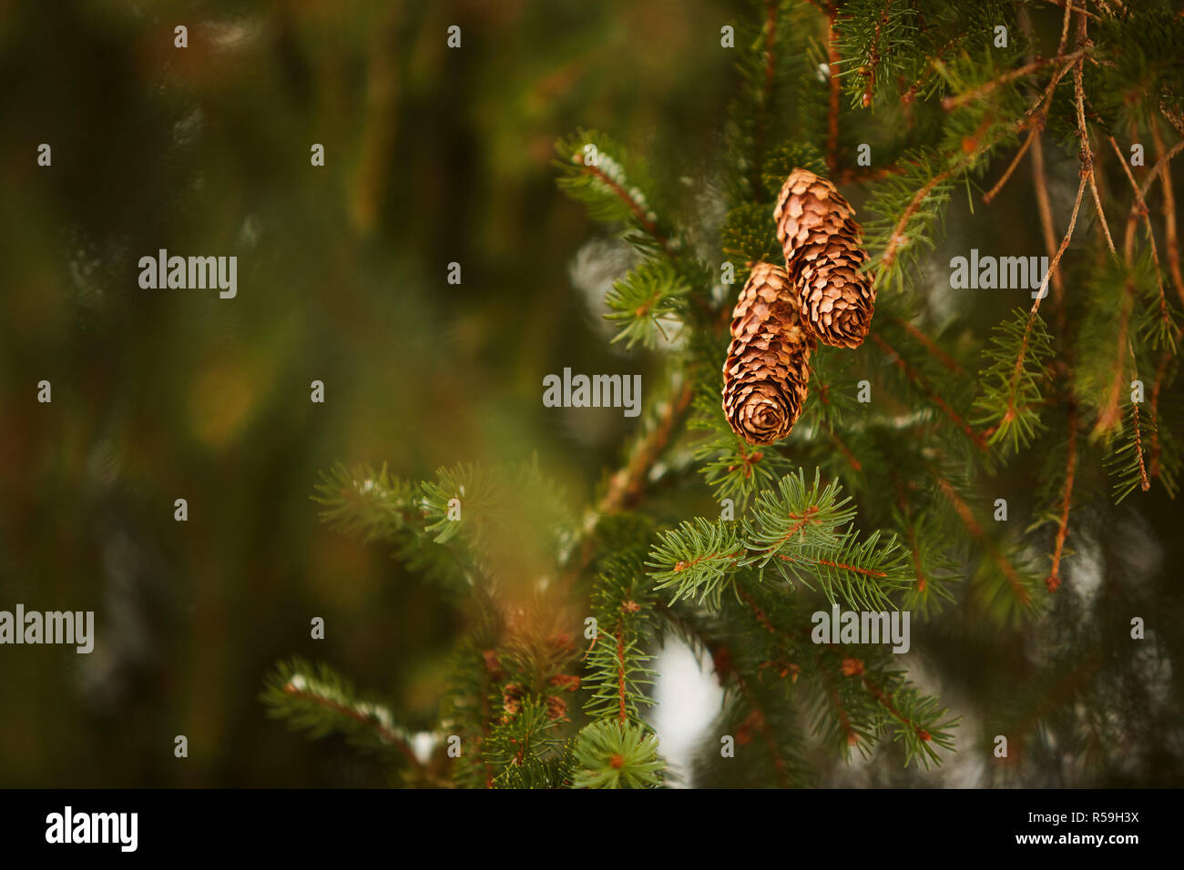 Cônes de sapins sur une branche. Au cours de l'Evergreen de neige en hiver. Belle carte postale de Noël avec un joli bokeh pour copyspace et design. Jour de neige. Banque D'Images