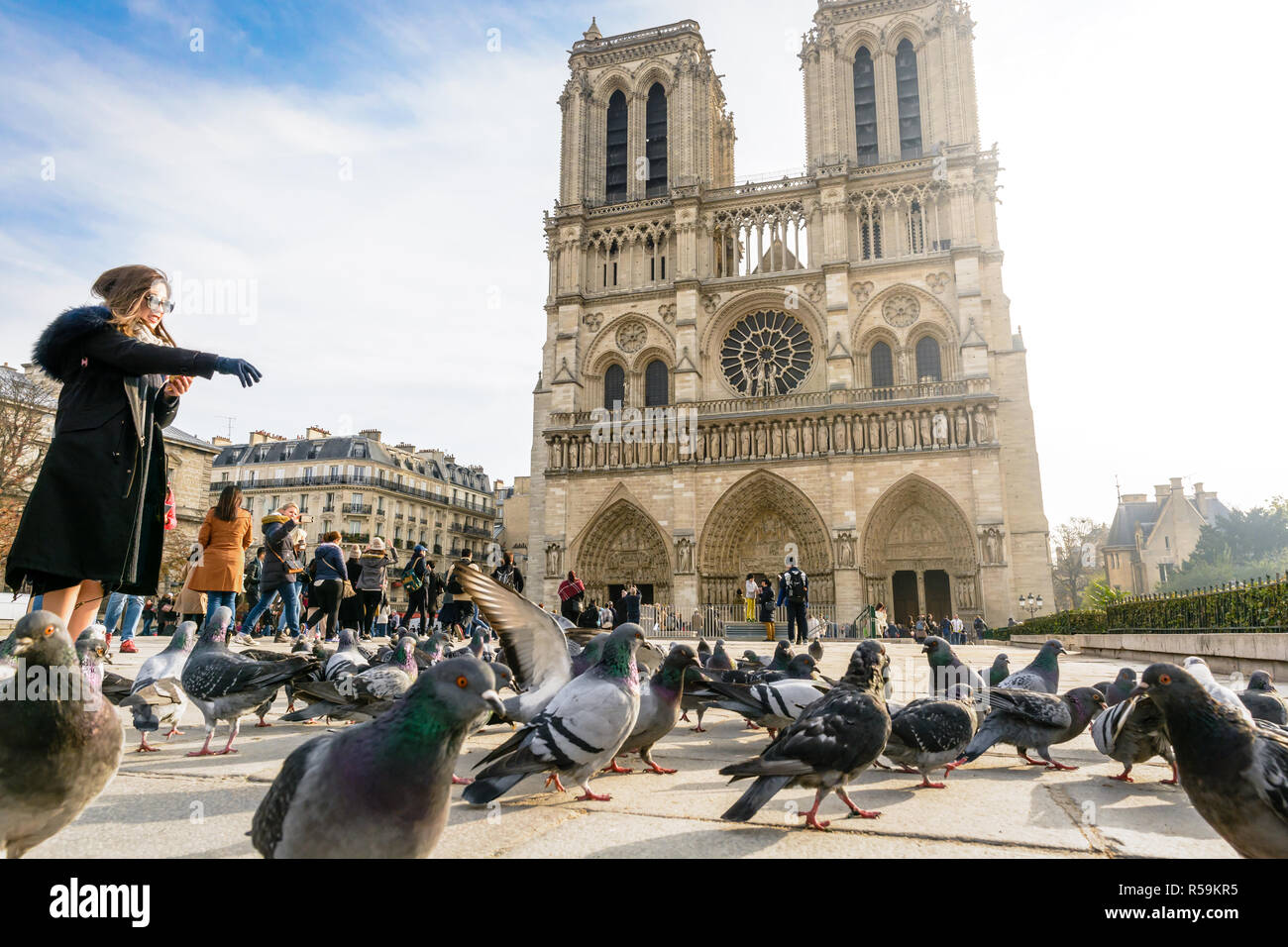 Une jeune femme d'origine asiatique pain alimentation touristique pour les pigeons en face de la cathédrale Notre-Dame de Paris par un beau matin d'automne. Banque D'Images