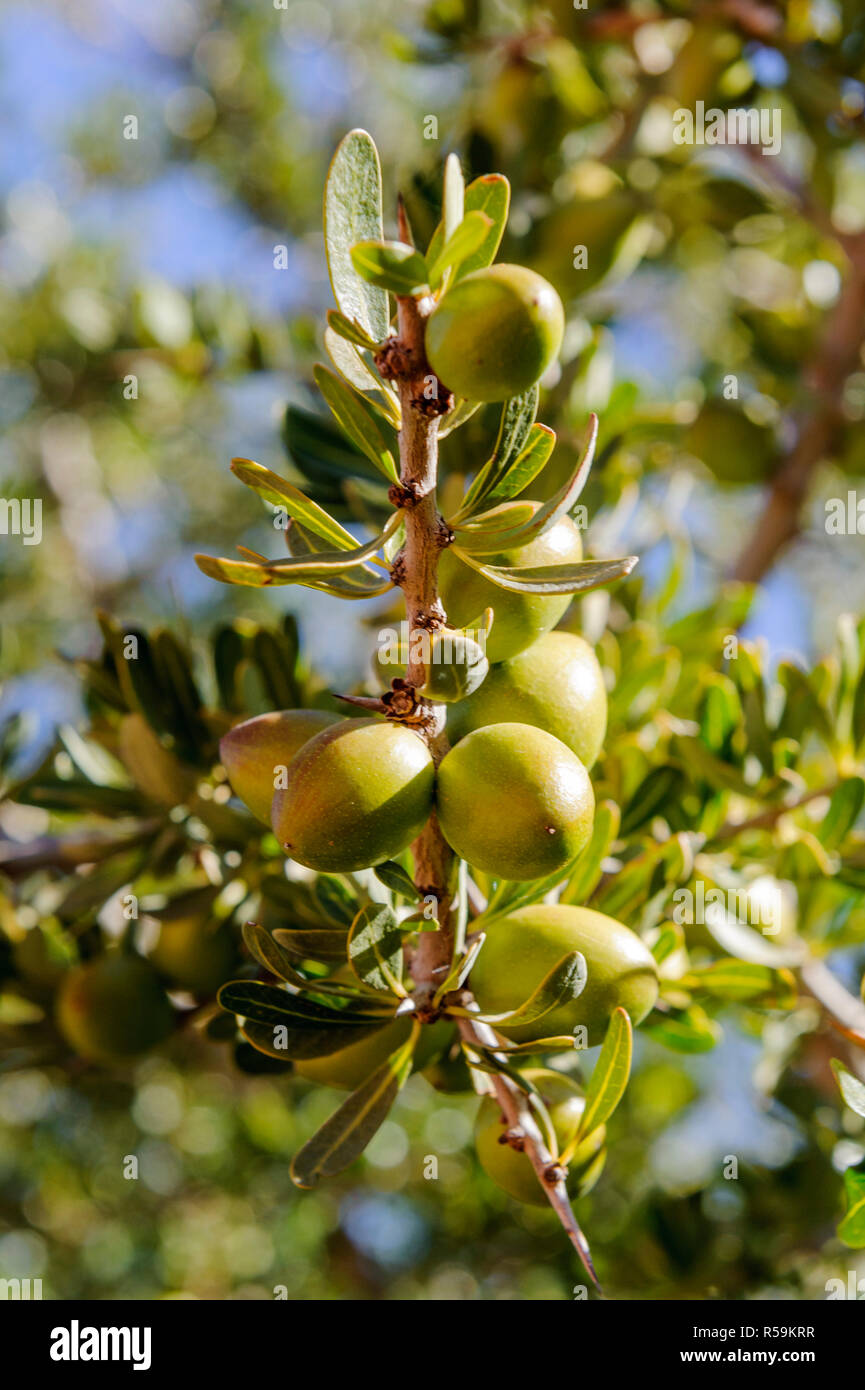 01-03-15, Marrakech, Maroc. L'arganier (Argania spinosa) et c'est fruit, utilisé pour fabriquer l'huile d'argan, utilisée en cosmétique. Photo : © Simon Grosset Banque D'Images
