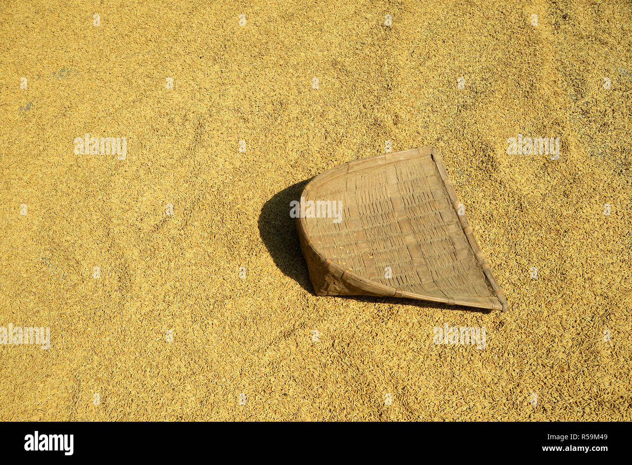 Des semences de riz paddy Banque D'Images