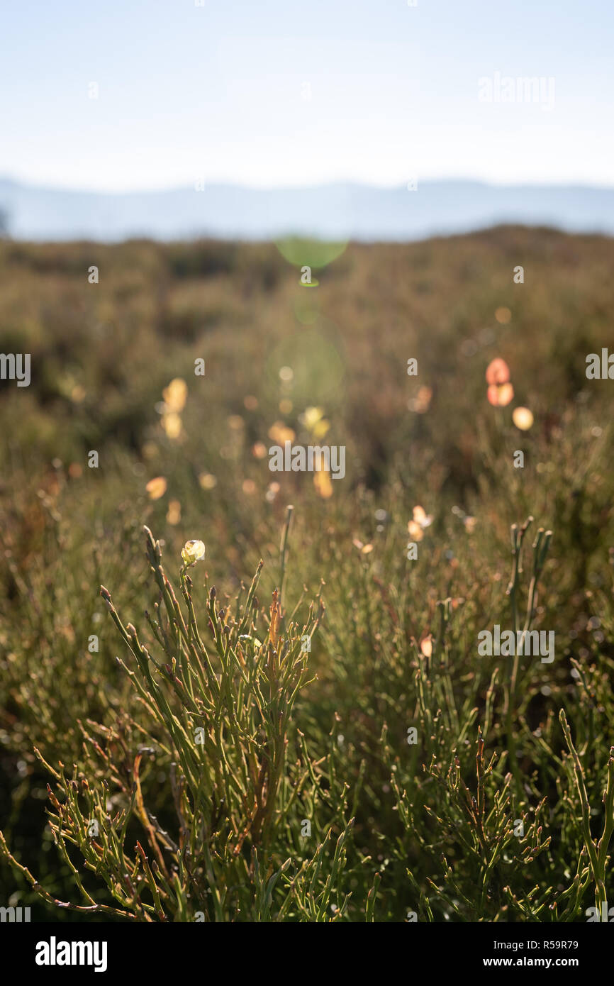 Une nature magnifique scène avec de l'herbe de montagne. Belle prairie. Arrière-plan de l'été. Banque D'Images