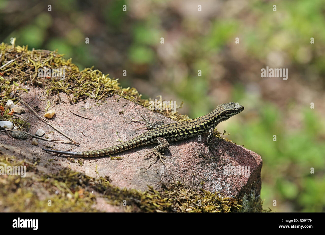 Homme lézard des murailles Podarcis muralis soleil Banque D'Images