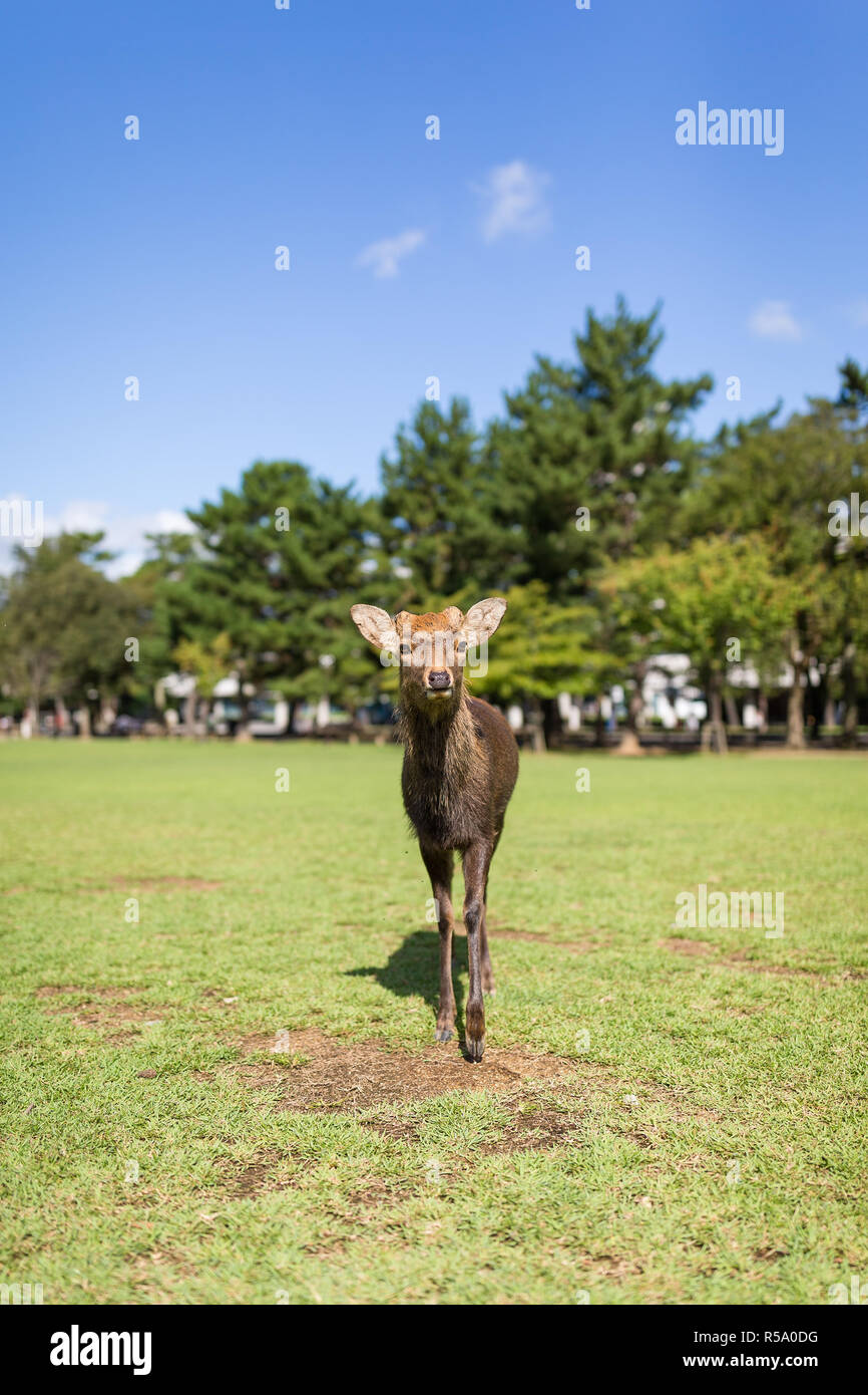 La marche des cerfs dans le parc avec le soleil Banque D'Images