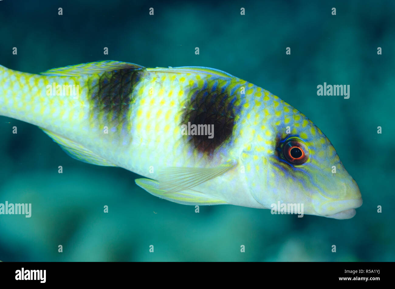 Doubbar Goatfish, Paruveneus crassilabris, site de plongée Tanjung Muara, au large des îles Sermata, près d'Alor, Indonésie Banque D'Images