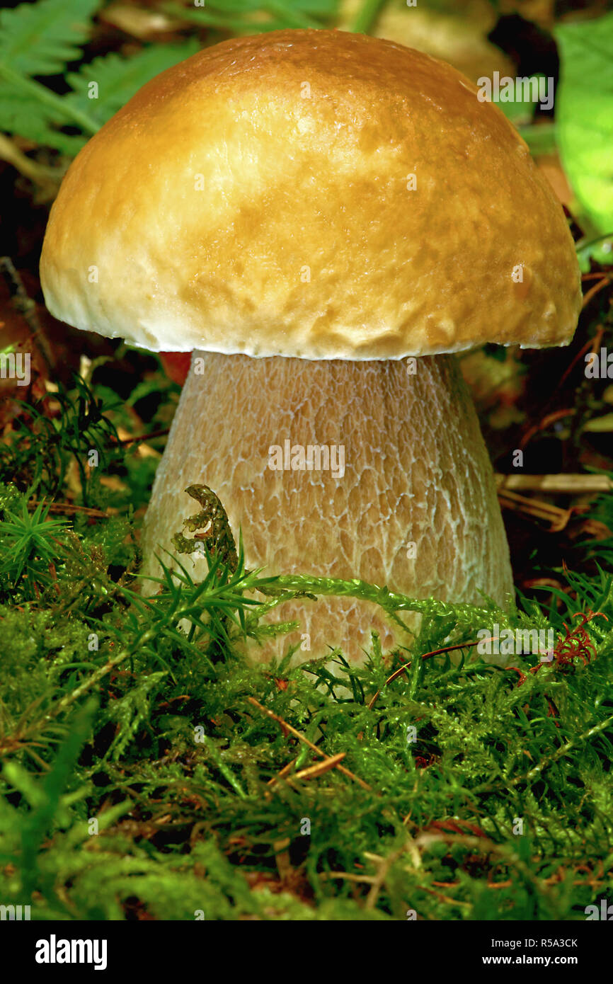 Boletus magnifique dans la forêt de mousse et de fougère Banque D'Images