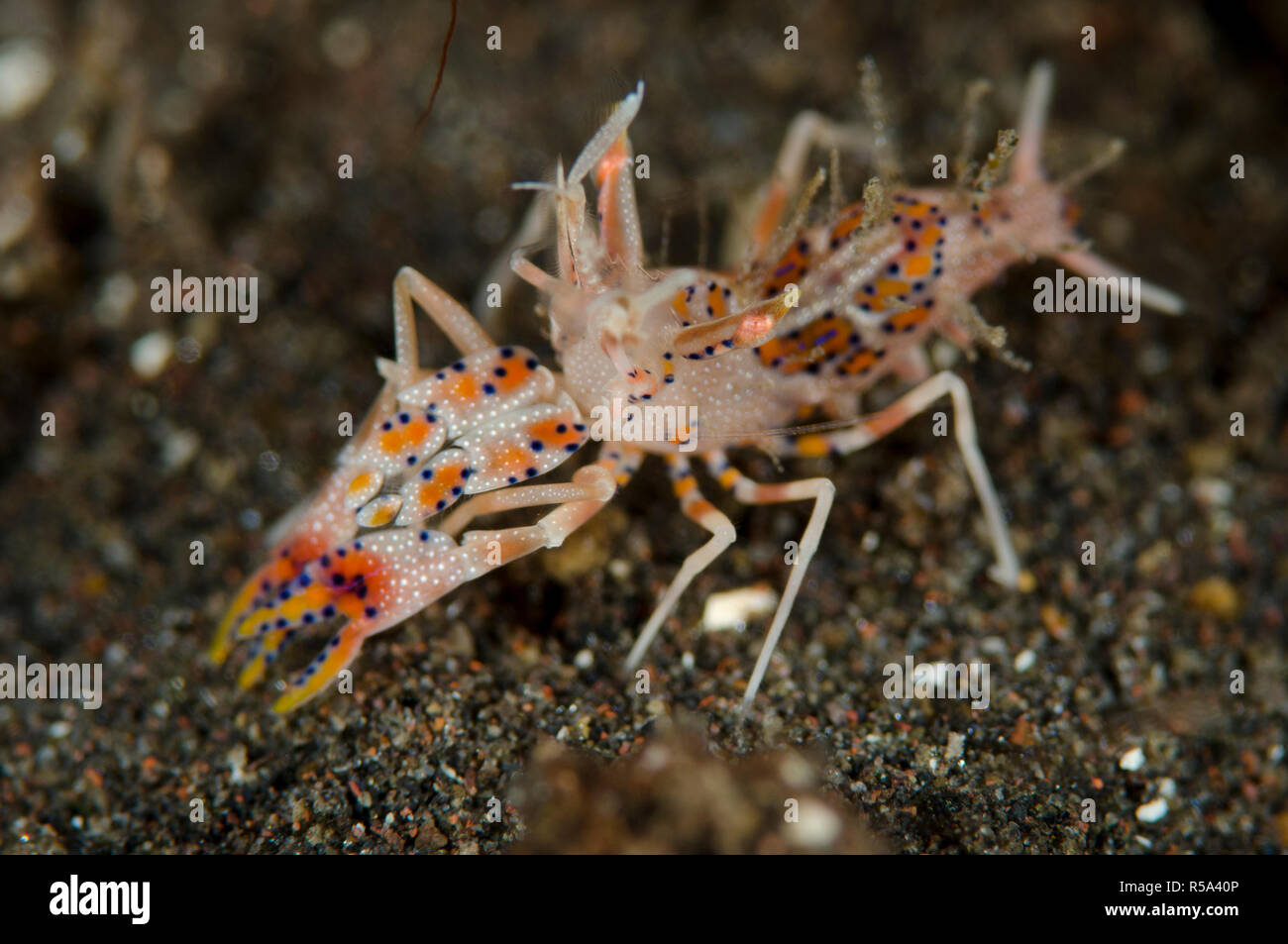 Phyllognathia ceratophthalmus, Crevettes tigrées, sur sable noir, Wreck dive site, pente Seraya, Bali, Indonésie, l'Océan Indien Banque D'Images
