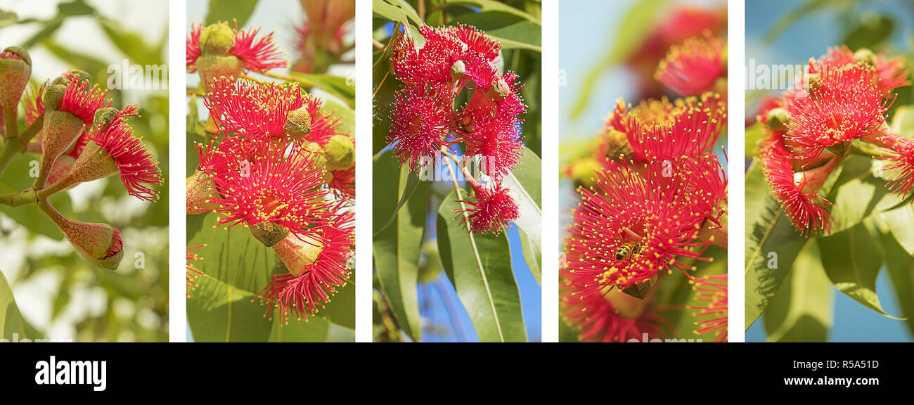 Australian nature panoramique bannière rouge fleurs eucalypyus Banque D'Images