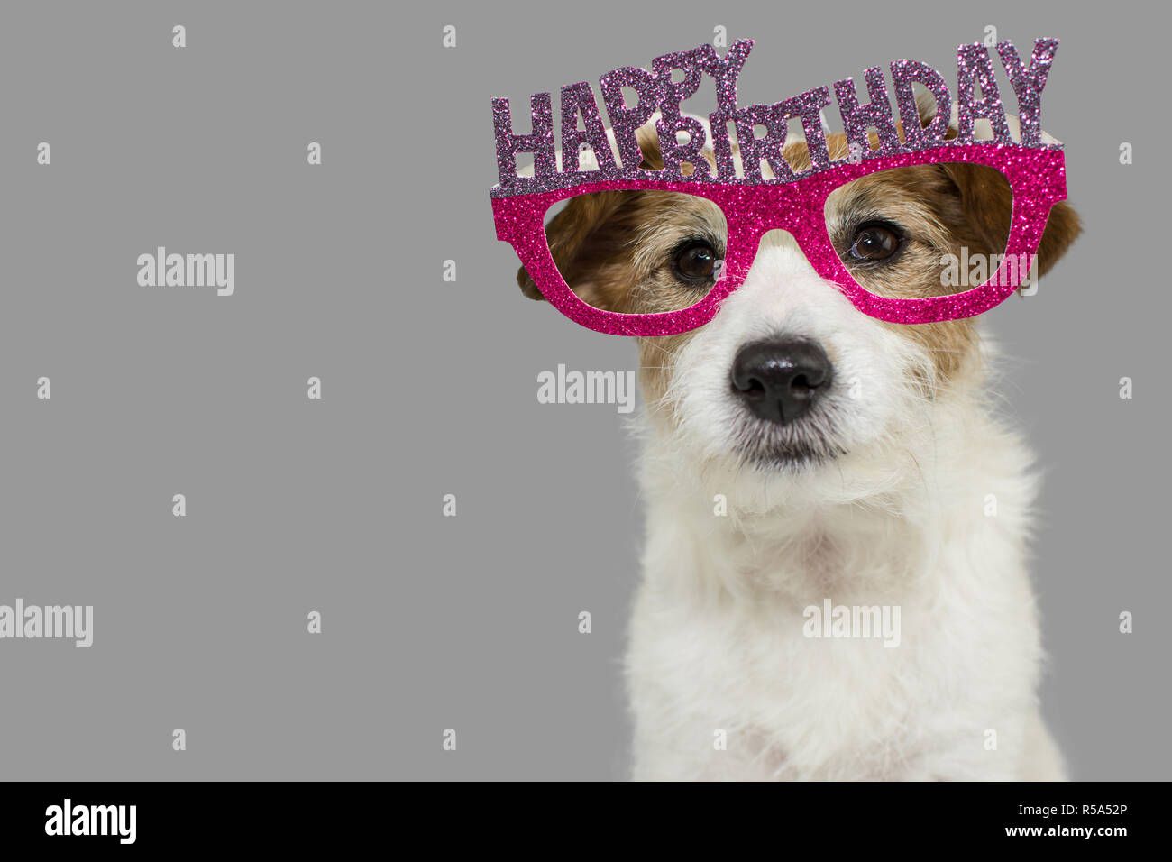 La Celebration D Un Chien De Travail Cute Jack Russell Portant Des Lunettes D Anniversaire Rose Et Violet Avec Du Texte Arriere Plan De Couleur Gris Contre Isoles Photo Stock Alamy