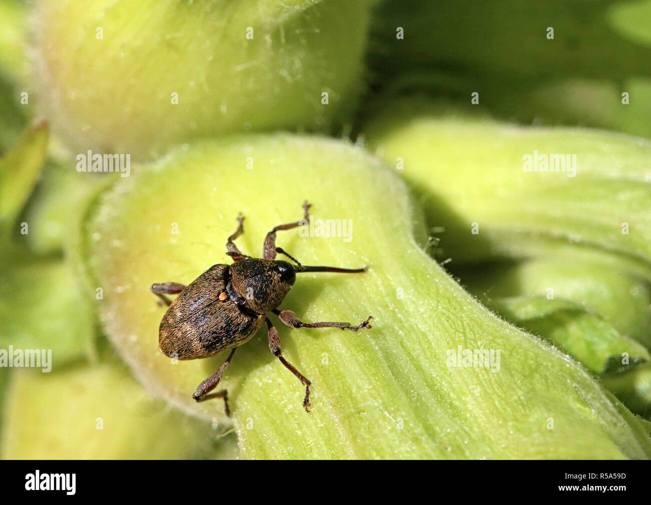 La prune de forage noisette noisette rhynchites coeruleus perce un Banque D'Images