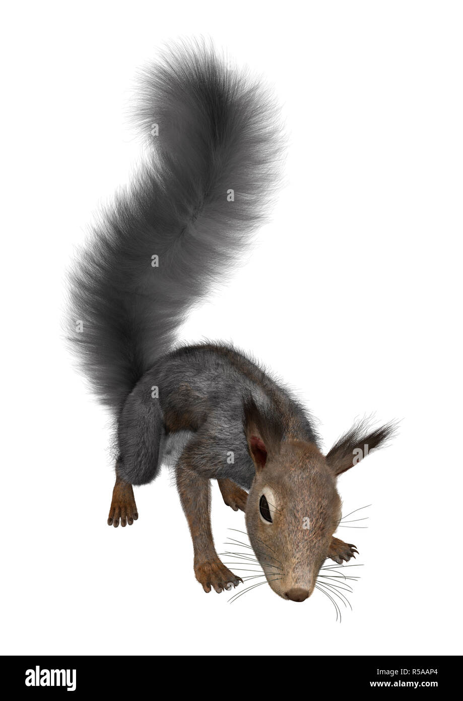Le Rendu 3D'Écureuil gris sur blanc Banque D'Images