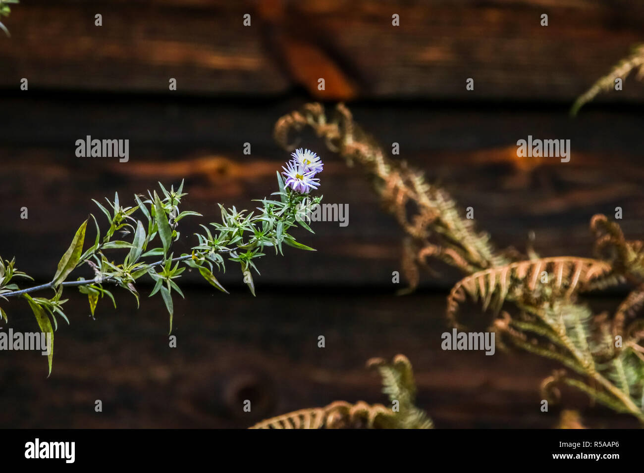 Fleur sur fond de bois. Fleur violette à côté d'un mur en bois. Fleurs sauvages en Lettonie. Nature fleur. Banque D'Images