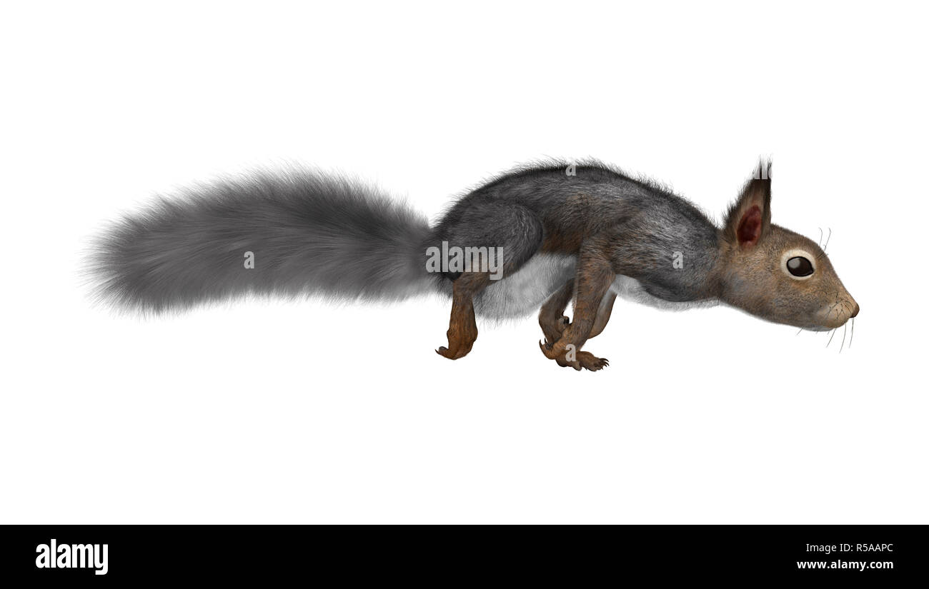 Le Rendu 3D'Écureuil gris sur blanc Banque D'Images