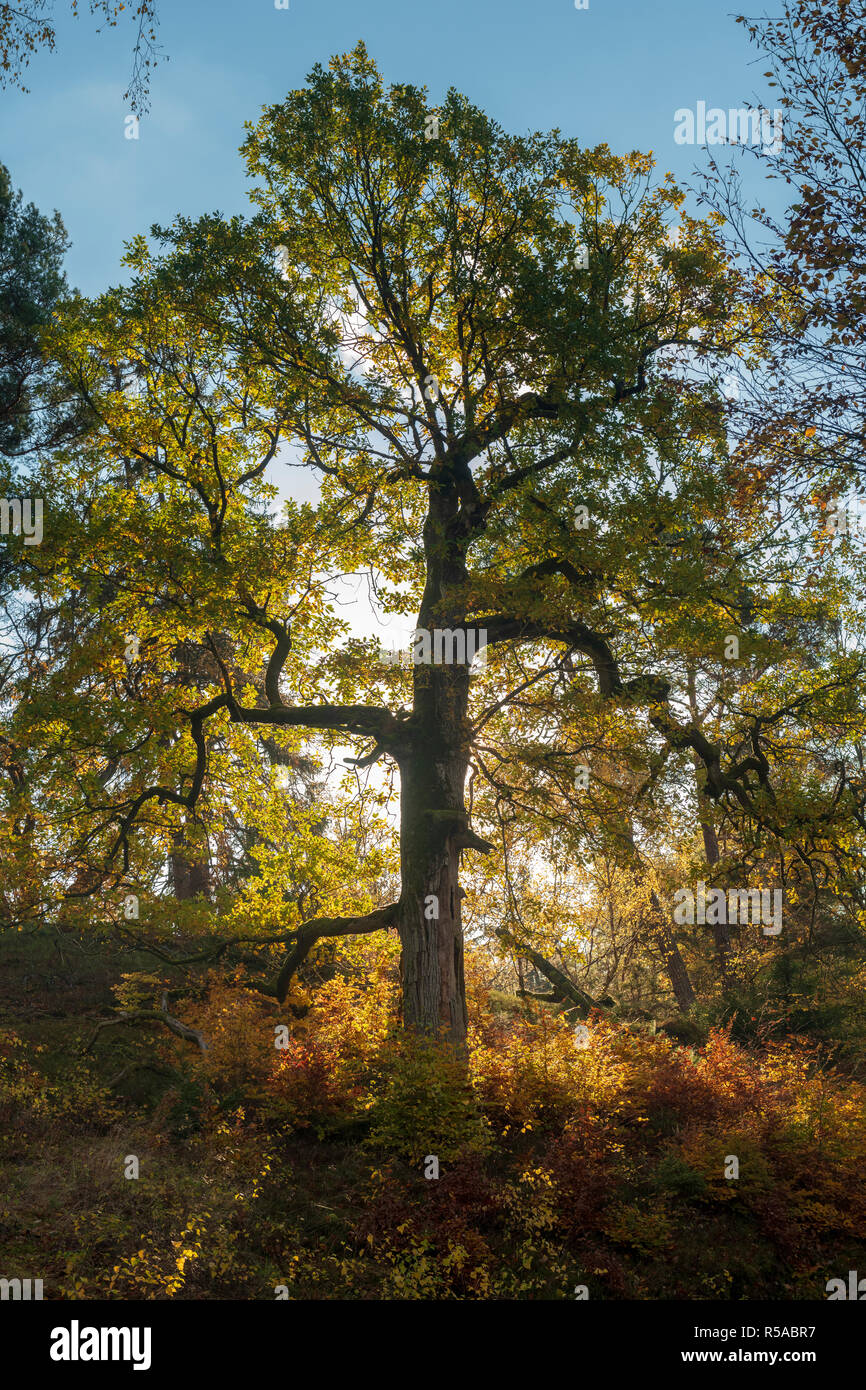 Chêne (Quercus) en automne, rétroéclairage, Gellershausen, Parc National Kellerwald, Hesse, Allemagne Banque D'Images