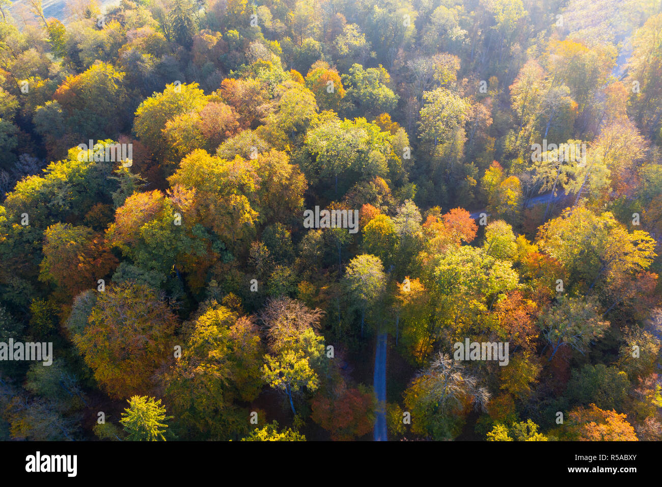 Forêt de feuillus d'automne, drone abattu, Haute-Bavière, Bavière, Allemagne Banque D'Images