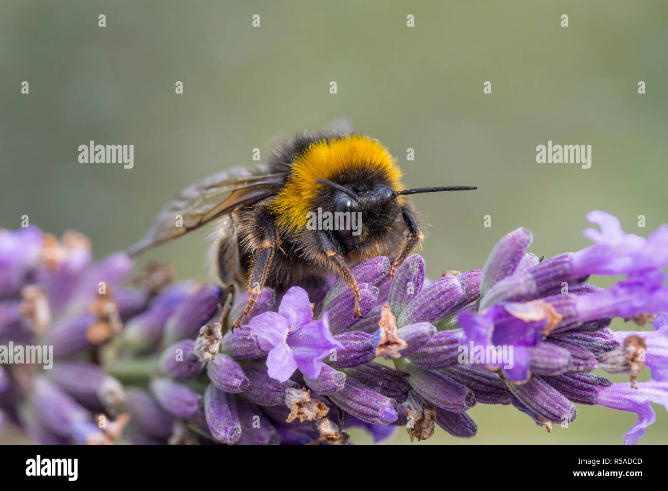 Queue blanche ; bourdon Bombus lucorum seule femelle sur Fleur Cornwall ; UK Banque D'Images