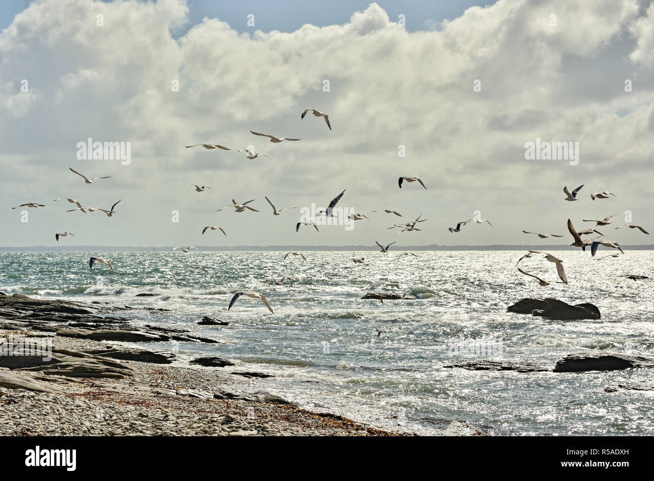 Mouettes volantes à Pointe du Conguel en France Banque D'Images