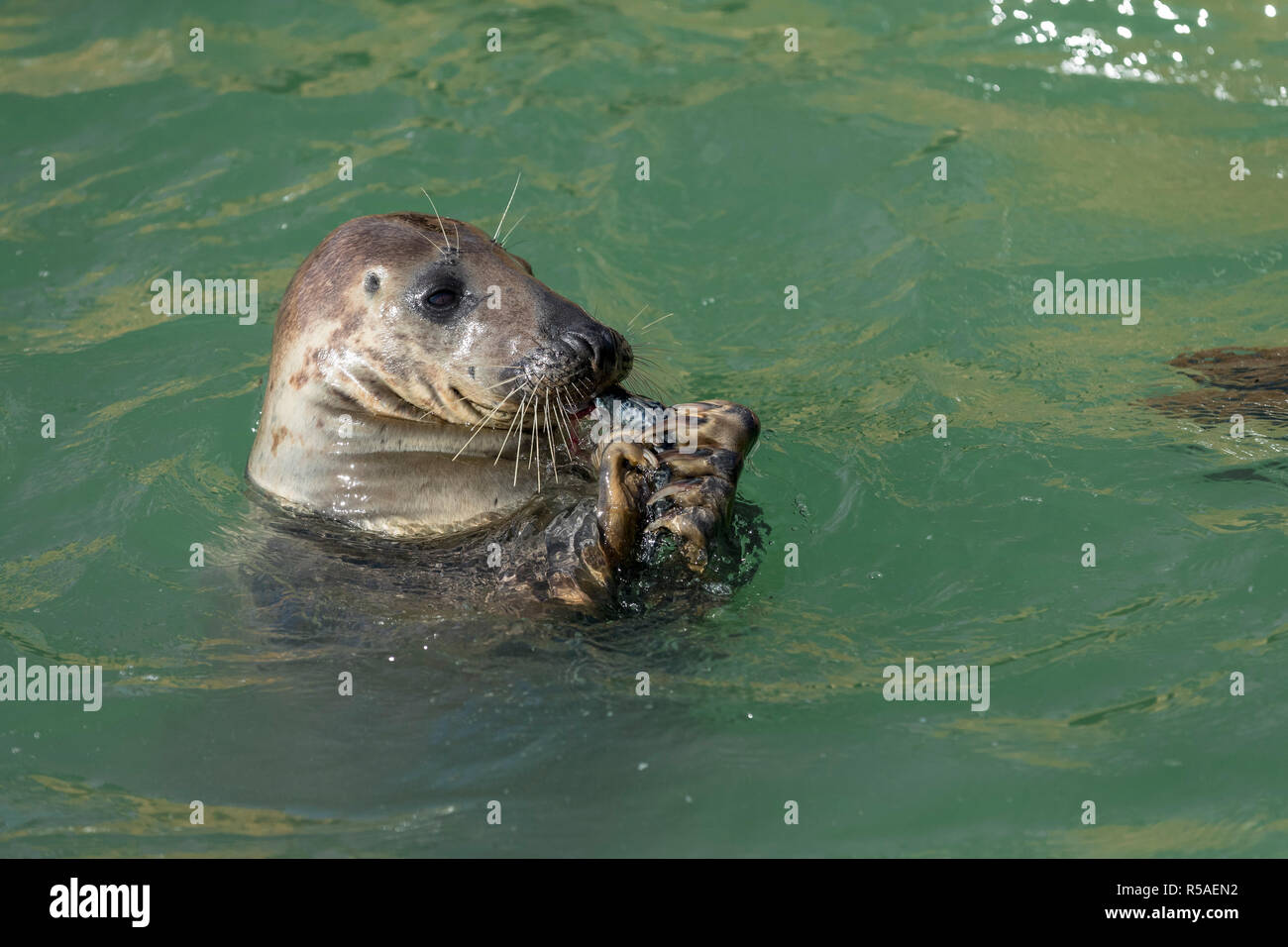 Le phoque gris Halichoerus grypus, seul et avec les poissons ; Cornwall UK Banque D'Images