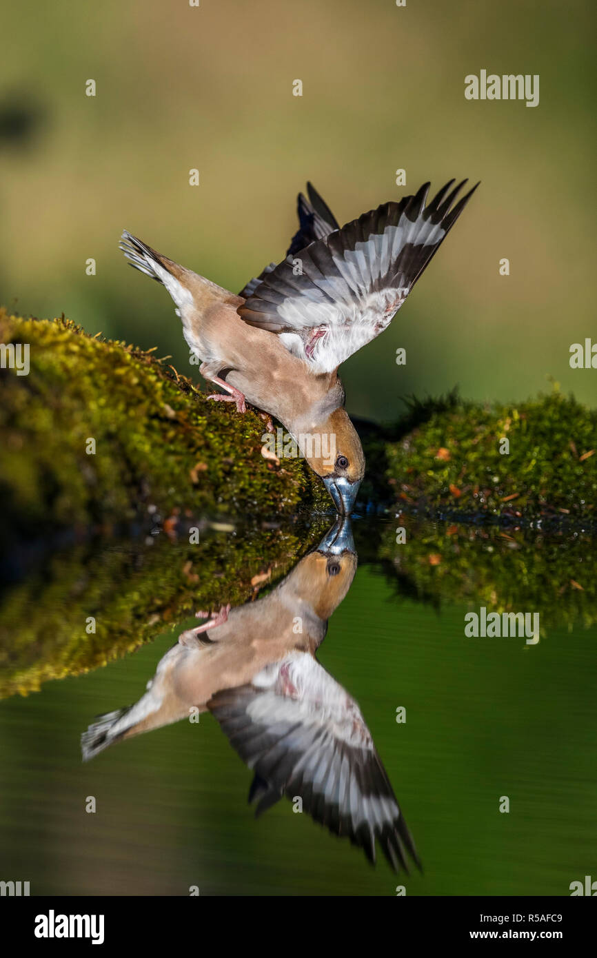 Coccothraustes coccothraustes Hawfinch ; femme célibataire de boire la Hongrie Banque D'Images
