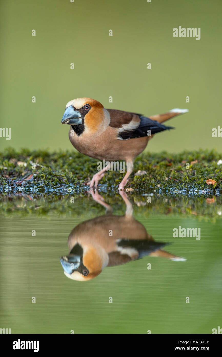 Coccothraustes coccothraustes Hawfinch ; homme ; la Hongrie Banque D'Images