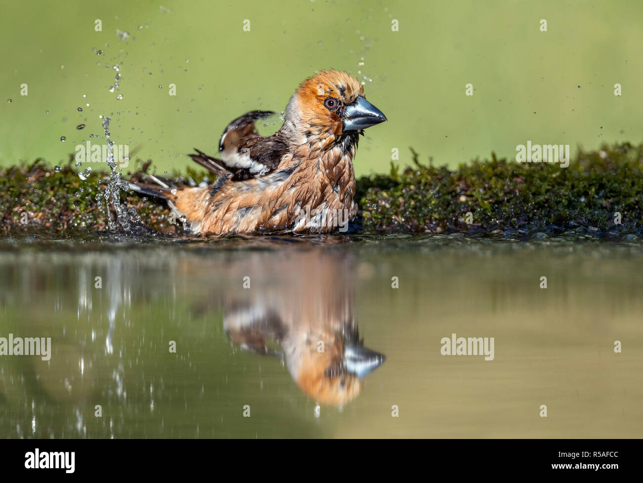 Coccothraustes coccothraustes Hawfinch ; ; seul mâle Echelle Hongrie Banque D'Images