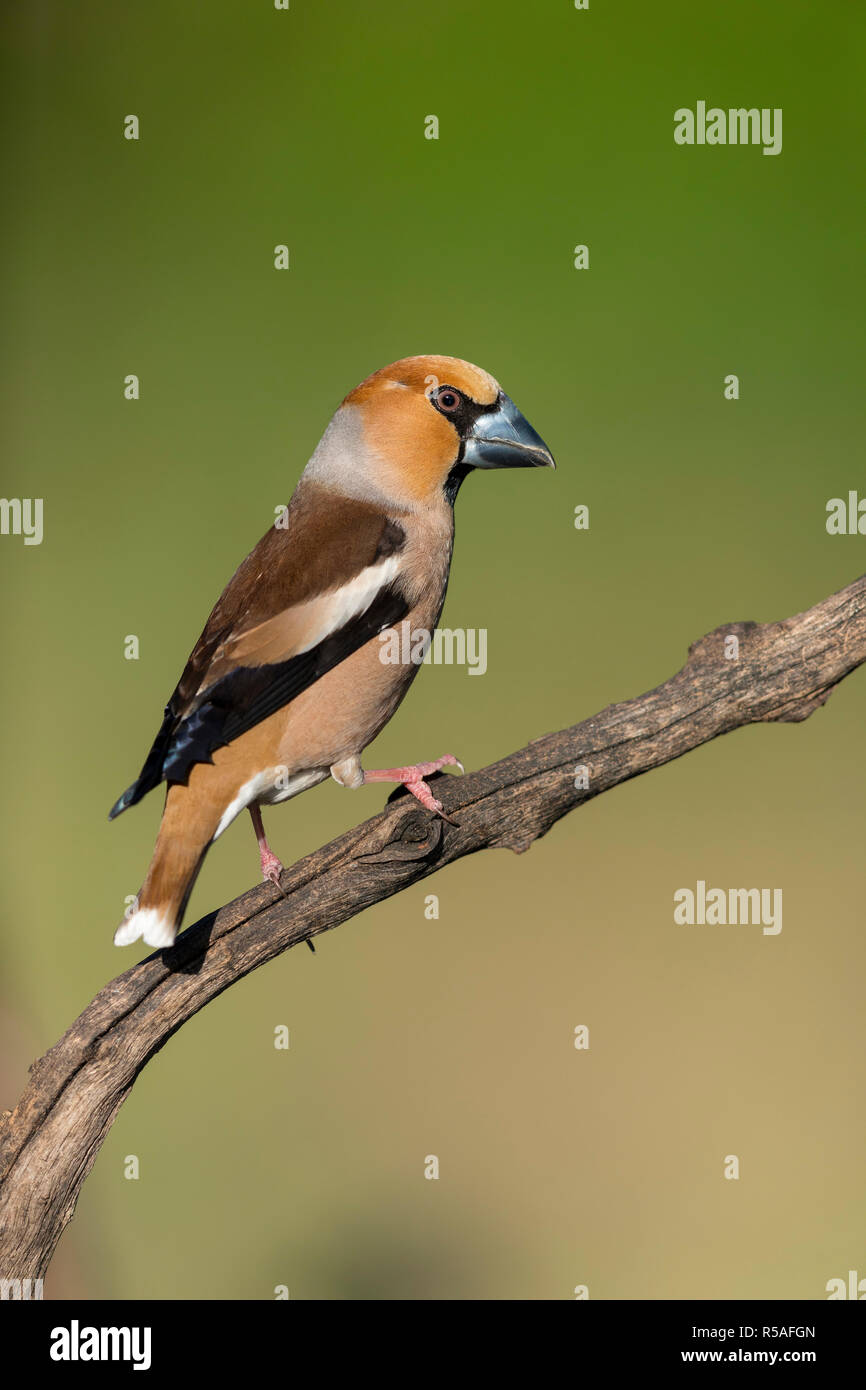 Coccothraustes coccothraustes Hawfinch ; homme ; la Hongrie Banque D'Images