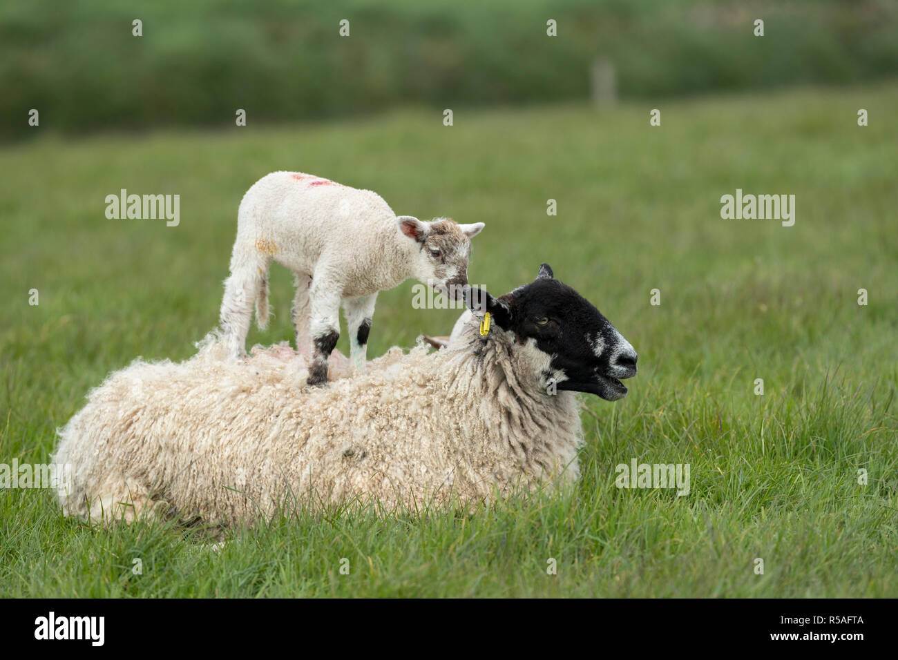 Brebis brebis ; avec de l'agneau sur le dos ; Devon UK Banque D'Images