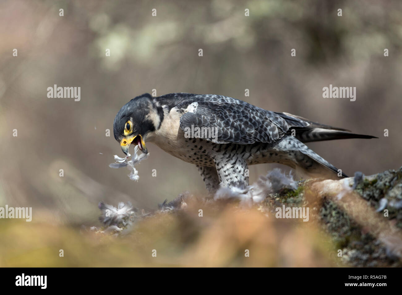 Falco peregrinus Faucon ; seul ; manger ; UK Ecosse proie Banque D'Images