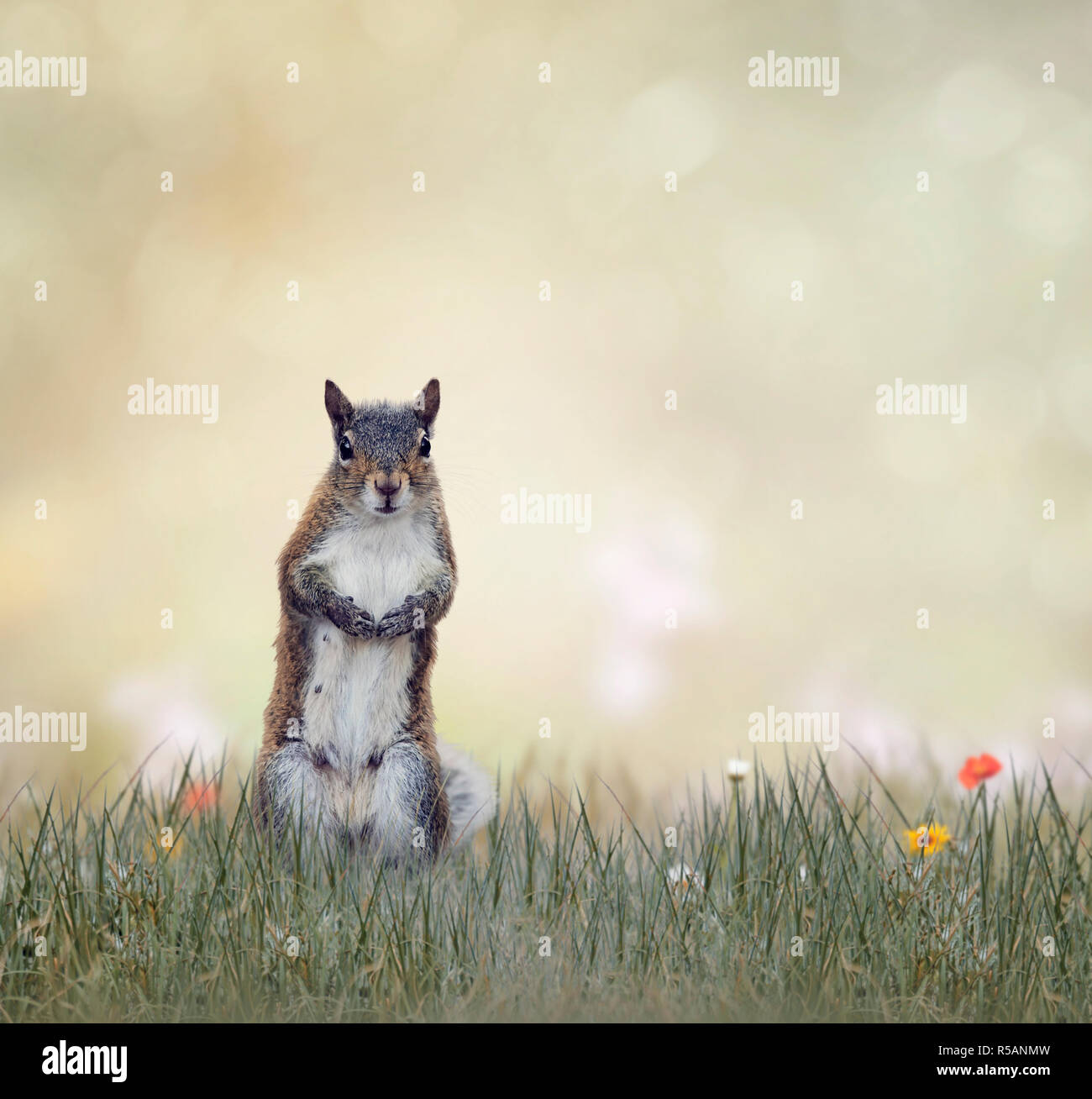 L'écureuil gris Banque D'Images