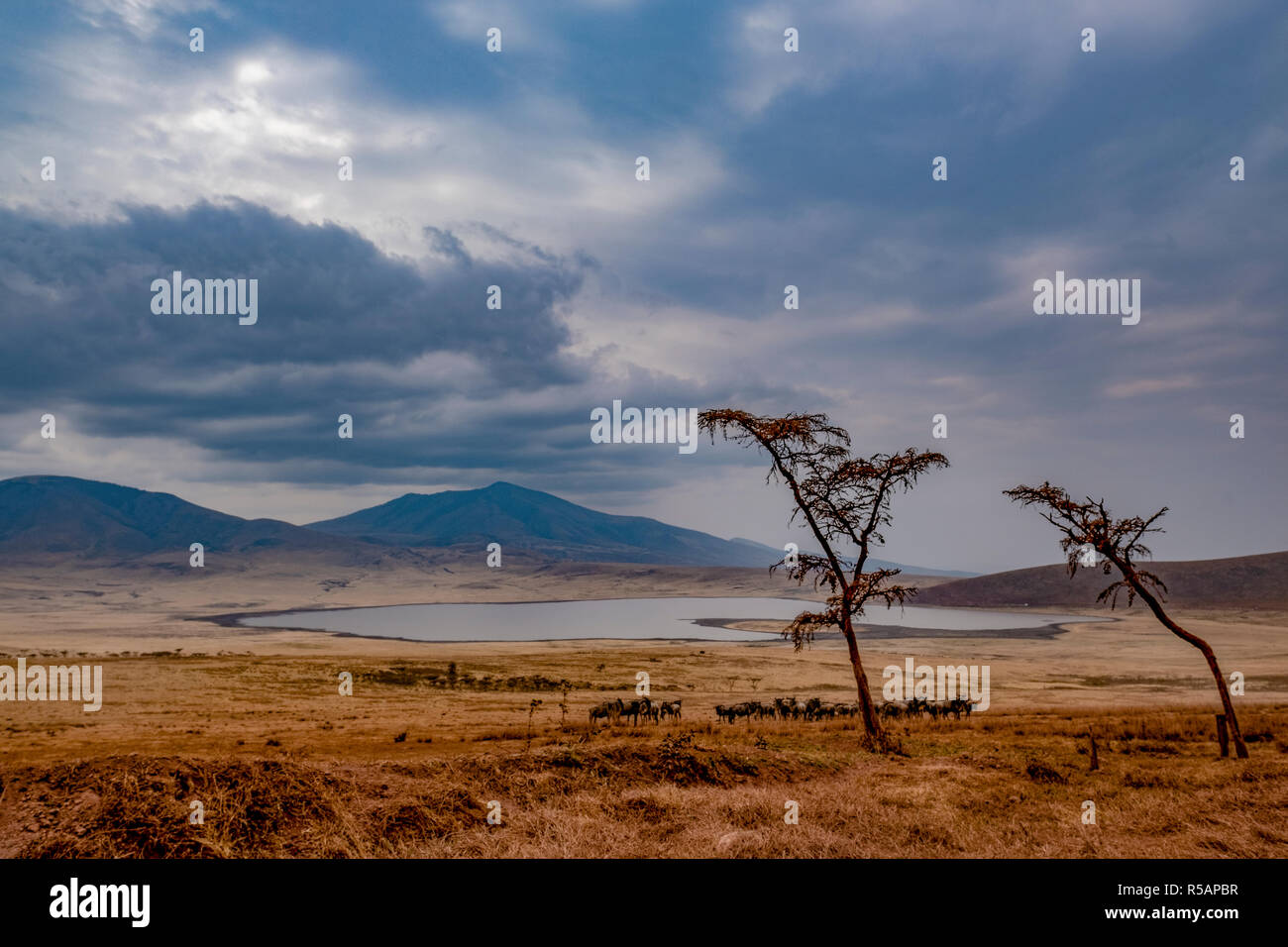 Vue panoramique sur le cratère du Ngorongoro en Tanzanie sur un jour nuageux avec un lac et troupeau de gnous en premier plan Banque D'Images